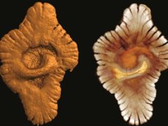 Viața complexă de pe Pământ ar putea fi cu 1,5 miliarde de ani mai veche decât am crezut Viața complexă de pe Pământ