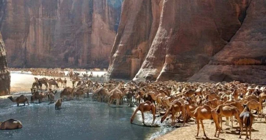 Guelta d'Archei oază sahara