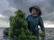 Consumul de alge marine poate ajuta la prevenirea bolii Parkinson, conform unui studiu Consumul de alge marine