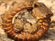 Șopârla Armadillo arată ca un pui de dragon adevărat care trăiește în deșertul Africii de Sud şopârla armadillo