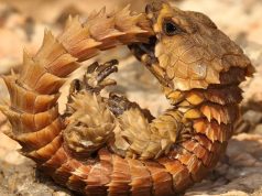 Șopârla Armadillo arată ca un pui de dragon adevărat care trăiește în deșertul Africii de Sud şopârla armadillo