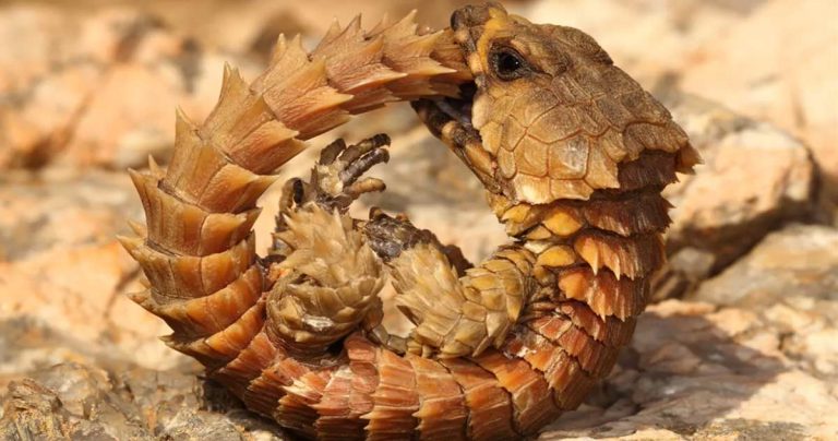 şopârla armadillo