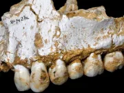 Oamenii de Neanderthal luau o „aspirină preistorică”, după cum arată descoperirile arheologice recente placa dentară aspirină preistorică
