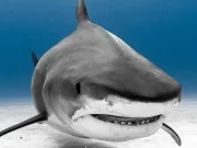 Care este cel mai vechi caz cunoscut de atac al unui rechin asupra omului? cel mai vechi caz cunoscut de atac al unui rechin