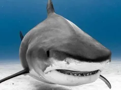 Care este cel mai vechi caz cunoscut de atac al unui rechin asupra omului? cel mai vechi caz cunoscut de atac al unui rechin