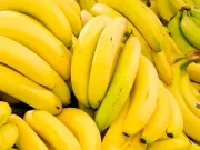 Bananele sunt pe cale de dispariție, dar oamenii de știință au un plan Bananele sunt pe cale de dispariție