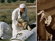 Belka și Strelka: câinii trimişi în spaţiu, după tragedia căţeluşei Laika Belka și Strelka câinii trimişi în spaţiu