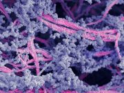 Un nou biomaterial regenerează cartilajul deteriorat din articulații regenerează cartilajul deteriorat din articulații