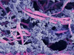 Un nou biomaterial regenerează cartilajul deteriorat din articulații regenerează cartilajul deteriorat din articulații