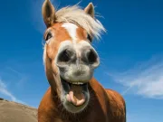 Caii sunt mai inteligenţi decât se credea. Studiul care le demonstrează gândirea strategică Caii sunt mai inteligenţi decât se credea