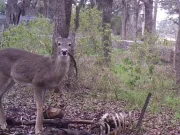 O căprioară a fost surprinsă ronțăind oase umane căprioară a fost surprinsă ronțăind oase umane