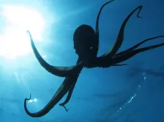 Caracatițele au venit din spațiu: o lucrare controversată testează limitele științei Caracatițele au venit din spațiu