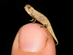 Un cameleon descoperit în Madagascar ar putea fi cea mai mică reptilă din lume cea mai mică reptilă din lume