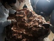 Posibil cea mai veche fosilă de dinozaur din lume a fost dezgropată în urma ploilor abundente din Brazilia cea mai veche fosilă de dinozaur din lume