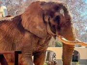 Charlie, ultimul elefant de la Grădina Zoologică din Africa de Sud, eliberat după 40 de ani de captivitate charlie elefant eliberat după 40 de ani de captivitate