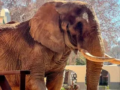 Charlie, ultimul elefant de la Grădina Zoologică din Africa de Sud, eliberat după 40 de ani de captivitate charlie elefant eliberat după 40 de ani de captivitate