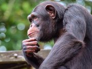 Un nou studiu arată că cimpanzeii ar putea fi capabili să vorbească precum oamenii. Un video vechi a reieşit la suprafaţă cimpanzeii ar putea fi capabili să vorbească