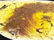 O „plantă” frumoasă prinsă în chihlimbar s-a dovedit a fi o coadă de dinozaur coadă de dinozaur în chihlimbar