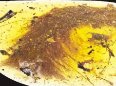 O „plantă” frumoasă prinsă în chihlimbar s-a dovedit a fi o coadă de dinozaur coadă de dinozaur în chihlimbar