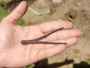 Un compas vechi de 500 de ani, dezgropat în Polonia, ar fi aparținut astronomului Copernic compas vechi de 500 de ani