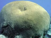 Acest coral vechi de 600 de ani dezvăluie secrete importante despre trecutul vieţii pe Pământ coral vechi de 600 de ani