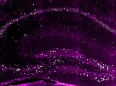 Creierul stochează cel puțin 3 copii ale fiecărei amintiri, arată un nou studiu Creierul stochează cel puțin 3 copii ale fiecărei amintiri