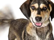 De ce dau câinii din coadă? Când înseamnă bucurie şi când înseamnă frică? de ce dau câinii din coadă