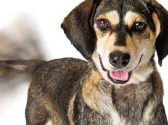 De ce dau câinii din coadă? Când înseamnă bucurie şi când înseamnă frică? de ce dau câinii din coadă