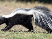 De ce miroase sconcsul atât de urât? Explicaţia ştiinţifică De ce miroase sconcsul atât de urât