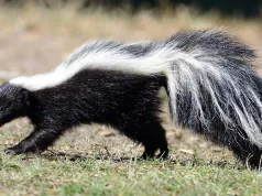 De ce miroase sconcsul atât de urât? Explicaţia ştiinţifică De ce miroase sconcsul atât de urât