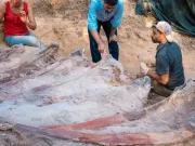 Un bărbat a găsit din greșeală un dinozaur lung de 25 de metri în curtea sa din Portugalia