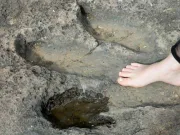 „Grozav și interesant”: o fetiță de 10 ani a descoperit urme de dinozaur vechi de 200 de milioane de ani fetiță de 10 ani a descoperit urme de dinozaur