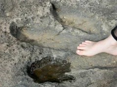 „Grozav și interesant”: o fetiță de 10 ani a descoperit urme de dinozaur vechi de 200 de milioane de ani fetiță de 10 ani a descoperit urme de dinozaur