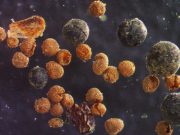 Fosilele din calota glaciară a Groenlandei dezvăluie riscul crescut de creștere a nivelului mării Fosilele din calota glaciară a Groenlandei