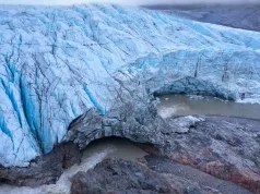 Fosilele din inima înghețată a Groenlandei dezvăluie că aceasta era o tundră verde acoperită de flori în urmă cu mai puțin de 1 milion de ani Fosilele din inima înghețată a Groenlandei