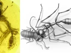 O fosilă prinsă în chihlimbar arată că „furnica din Iad”, fiind diferită de orice viețuitoare din zilele noastre furnica din iad