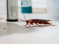 Insecticidele de consum sunt inutile pentru combaterea gândacilor. Oamenii îşi aruncă banii pe geam combaterea gândacilor spray