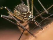 O singură înțepătură de țânțar îți poate afecta sistemul imunitar pentru a deschide calea bolilor singură înțepătură de țânțar