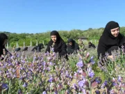 Isopul, planta menţionată în Biblie, care îţi curăţă mintea, sufletul şi trupul Isopul planta menţionată în Biblie