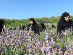 Isopul, planta menţionată în Biblie, care îţi curăţă mintea, sufletul şi trupul Isopul planta menţionată în Biblie