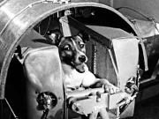 Care a fost primul animal trimis în spațiu? Povestea dramatică a căţeluşei Laika laika primul animal trimis în spaţiu