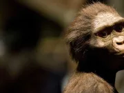 Acest hominid de 4,3 milioane de ani a coexistat cu cei mai vechi strămoși ai omului lucy australopitecus cei mai vechi strămoși ai omului