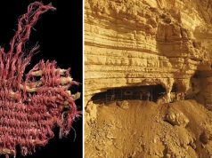 Un artefact rar, vechi de 4.000 de ani, menționat de 25 de ori în Biblie, a fost descoperit în „Peștera Craniilor” din Israel artefact rar menţionat în biblie