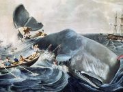 Adevărata poveste de groază care a inspirat „Moby-Dick” Moby-Dick