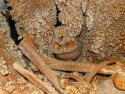 Omul de Altamura: de ce fosila veche de 150.000 de ani va rămâne un mister omul de altamura