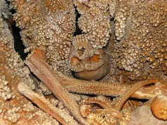 Omul de Altamura: de ce fosila veche de 150.000 de ani va rămâne un mister omul de altamura