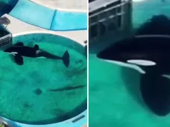 Un video sfâșietor arată cum „cea mai tristă orcă din lume” se uită la poartă timp de „24 de ore în șir” în acvariu cea mai tristă orcă din lume