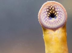 Originile omenirii: cercetătorii au urmărit evoluţia omului până la un pește străvechi fără maxilar, sugător de sânge pește străvechi fără maxilar originile omenirii