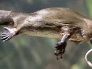 Ornitorincul, animalul despre care zoologii credeau că este o farsă şi că nu poate exista în realitate ornitorincul