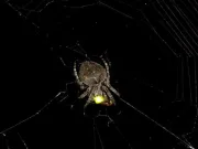 O specie de păianjen folosește licuricii drept momeală pentru a-și seduce prada păianjen folosește licuricii